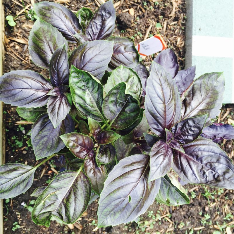 A Sunny Herb Garden